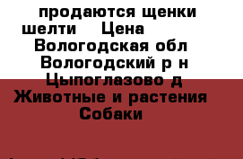 продаются щенки шелти  › Цена ­ 25 000 - Вологодская обл., Вологодский р-н, Цыпоглазово д. Животные и растения » Собаки   